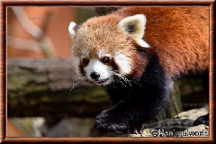 Panda roux - panda roux 16