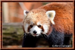 Panda roux - panda roux 17