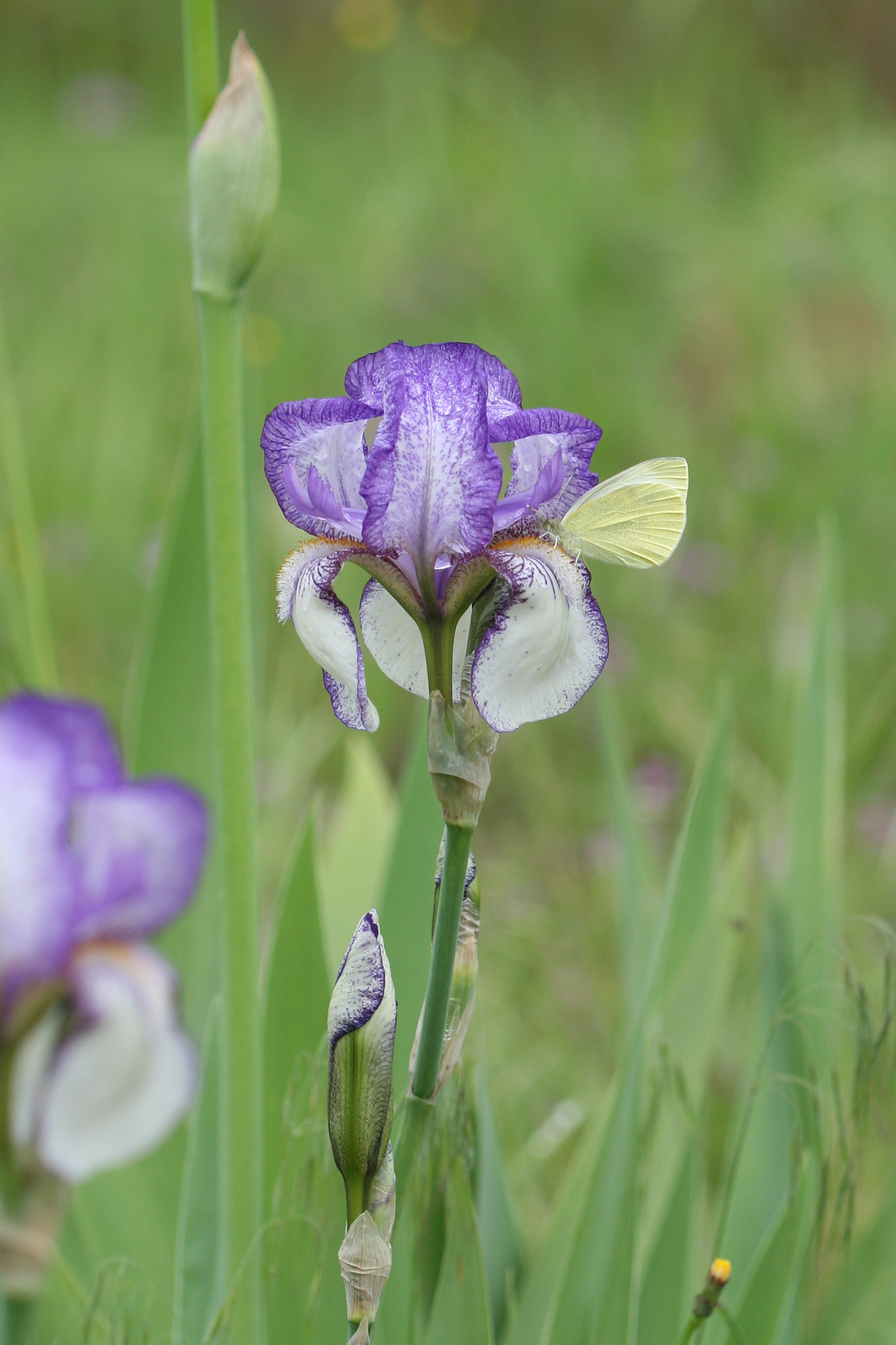 20160513_38 papillon-800