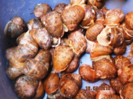 [Maroc/Pêche] Maroc escargots 16051607370518477114232542