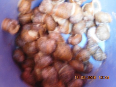[Maroc/Pêche] Maroc escargots 16051607370918477114232543