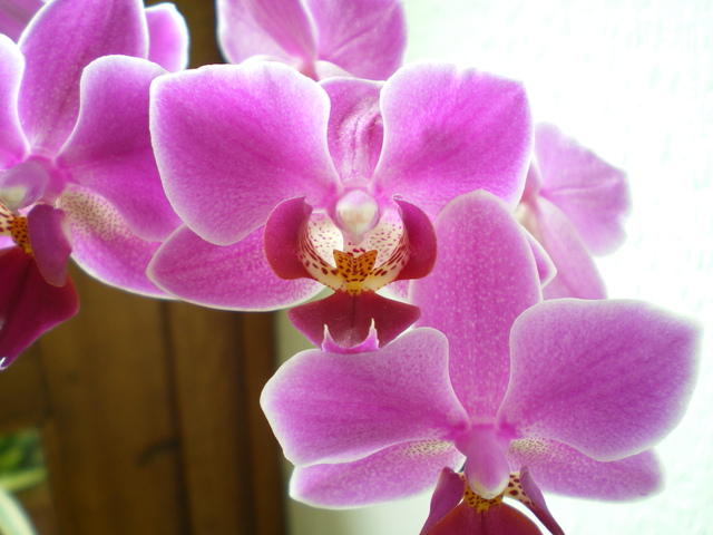 Phalaenopsis "Petit Violet" 16051701324620151714234055