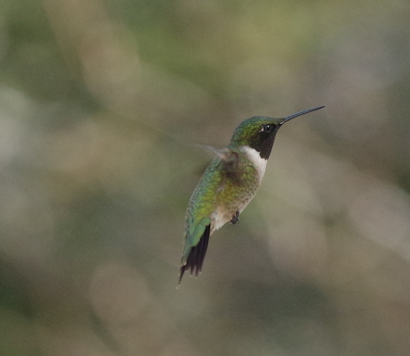 colibri
