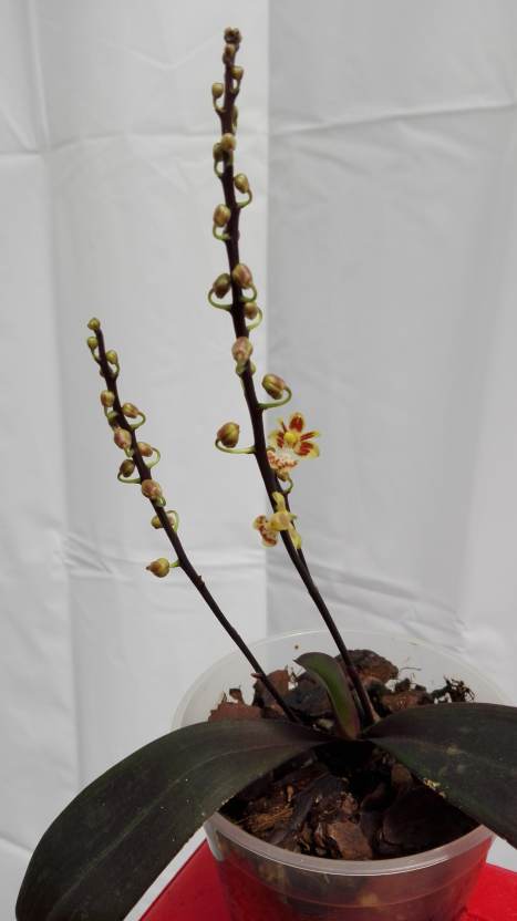 Phalaenopsis chibae 16052004572415993614241529
