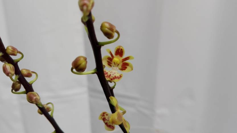 Phalaenopsis chibae 16052004572415993614241530