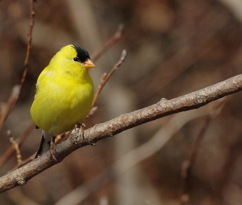 chardonneret jaune  16052102353512902214242709