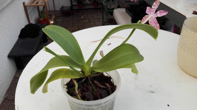 Phalaenopsis lueddemanniana 16052110331915993614242874