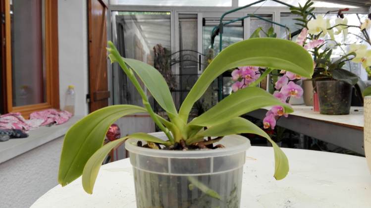 Phalaenopsis lueddemanniana 16052110332115993614242875