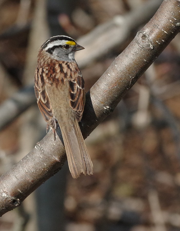 bruant à gorge blanche