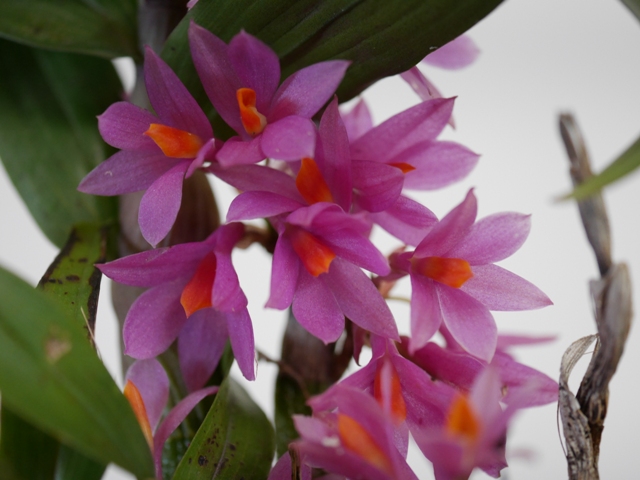 Dendrobium Hibiki (bracteosum x laevifolium) 16052208102016629814246943