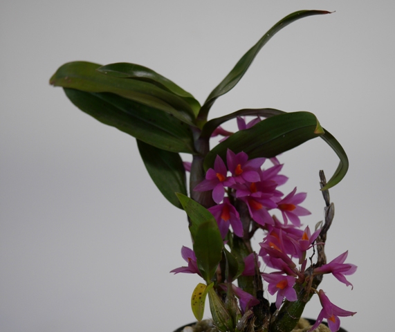 Dendrobium Hibiki (bracteosum x laevifolium) 16052208102616629814246947