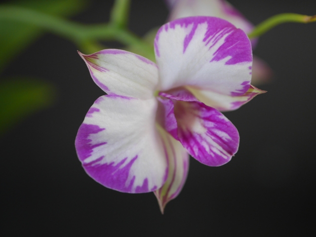 Dendrobium hybride de type phalaenopsis (compactum "pink") 16052208103516629814246951