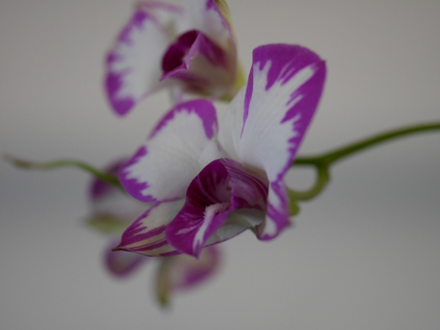 Dendrobium hybride de type phalaenopsis (compactum "pink") 16052208103816629814246952