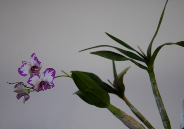 Dendrobium hybride de type phalaenopsis (compactum "pink") 16052208104016629814246953