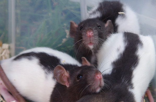 3 ratons mâles de 7 semaines (Gironde) 1605220837003802014244641