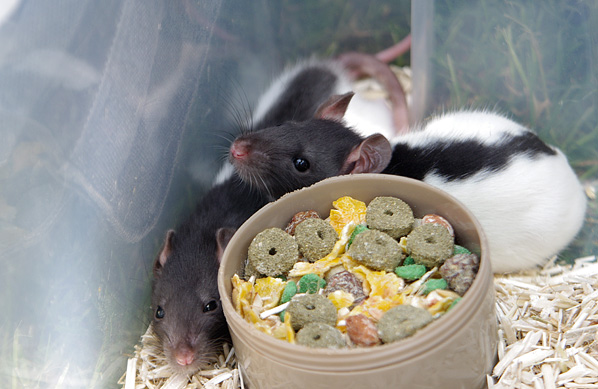 3 ratons mâles de 7 semaines (Gironde) 1605220837013802014244642