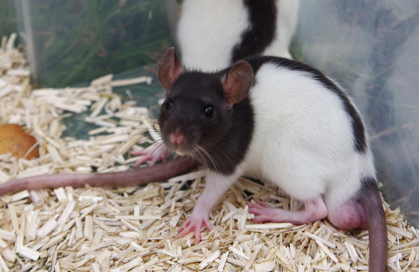 3 ratons mâles de 7 semaines (Gironde) 1605220837033802014244644