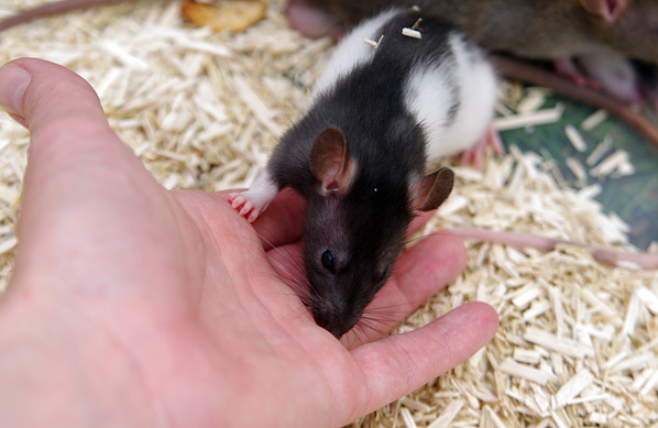3 ratons mâles de 7 semaines (Gironde) 1605220837093802014244650