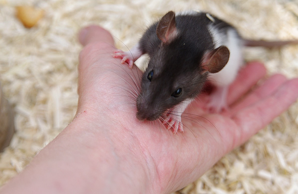 3 ratons mâles de 7 semaines (Gironde) 1605220837103802014244651
