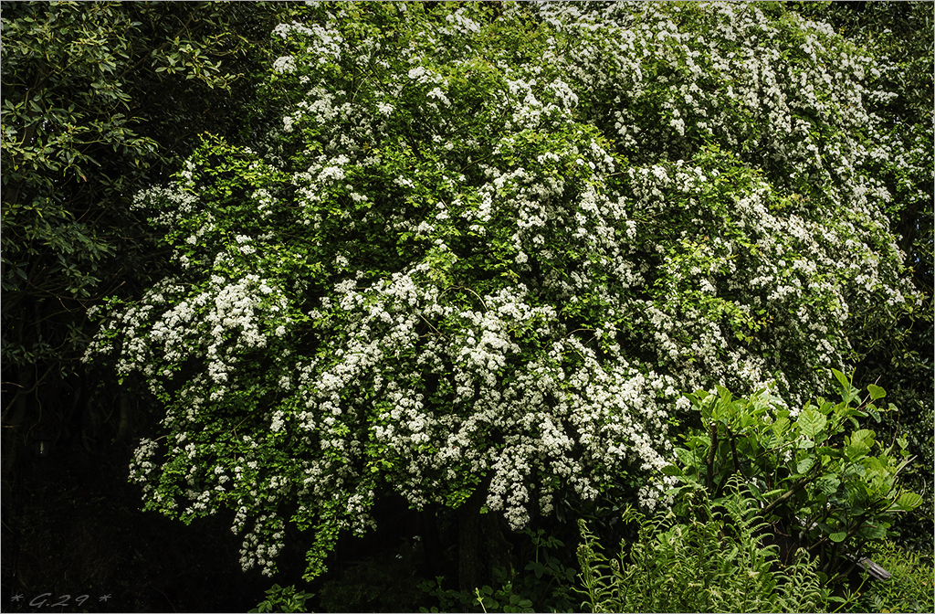 De la cascade à la goutte d'aubépine... 1605231147586131114249688