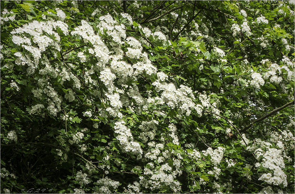 De la cascade à la goutte d'aubépine... 1605231148456131114249691