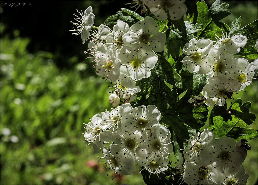 De la cascade à la goutte d'aubépine... 1605261105396131114259433