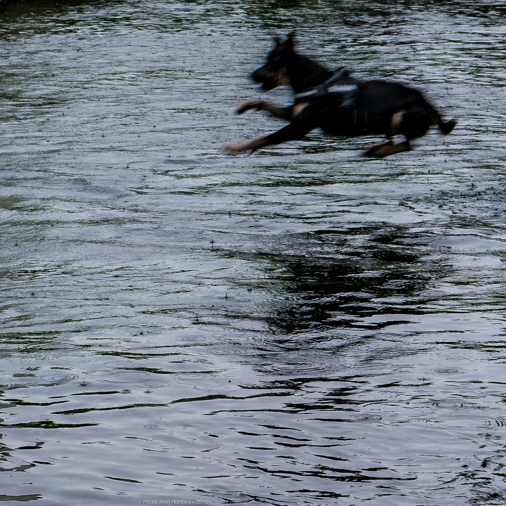 chien volant sur l'eau sous la pluie qui mouille 16061112304321497014300203
