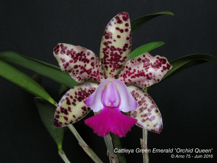 Cattleya Green Emerald 'Orchid Queen' 16061205052818325014304568