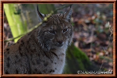 Lynx commun - lynx commun 4