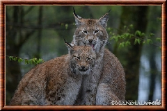 Lynx commun - lynx commun 17