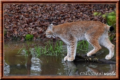 Lynx commun - lynx commun 25