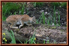 Lynx commun - lynx commun 28
