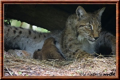Lynx commun - lynx commun 37