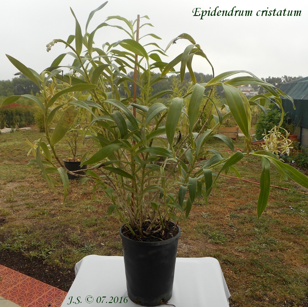 Epidendrum cristatum 16070210123311420014349943