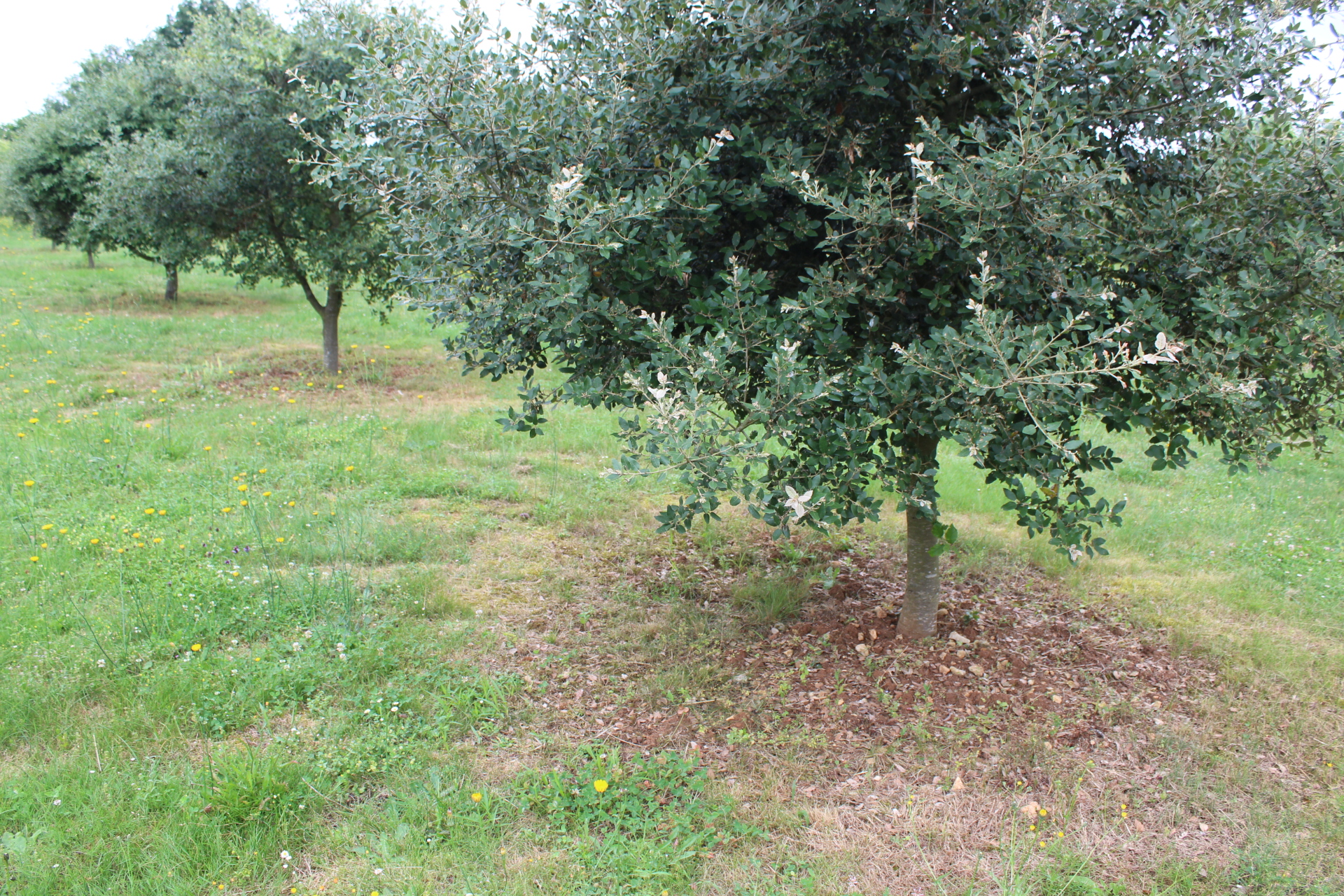 br&ucirc;l&eacute;s 001