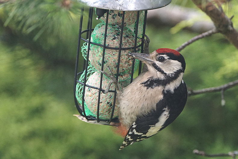 Animaux de mon jardin - DSC08580-790