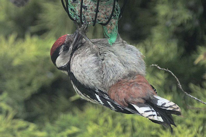 Animaux de mon jardin - DSC08534-790
