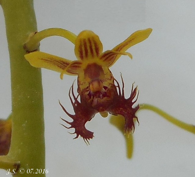 Phalaenopsis difformis 16071010421811420014365466
