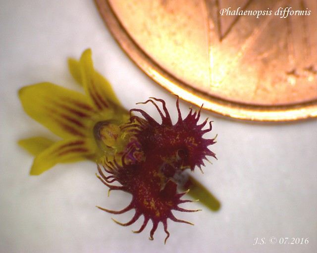 phalaenopsis difformis 3