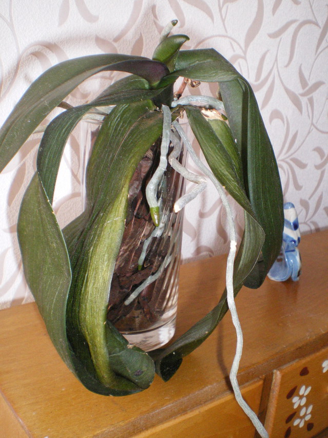 vase verre - Culture Phalaenopsis et autres orchidées en pot de verre - Page 5 16072805012720151714398443