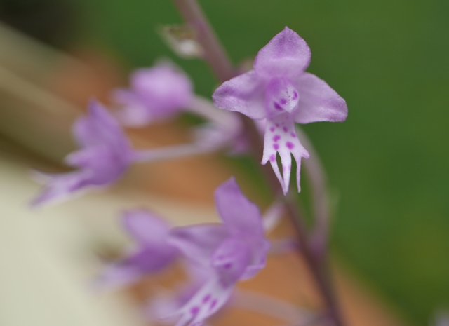 Stenoglottis fimbriata  16080408091616629814411013