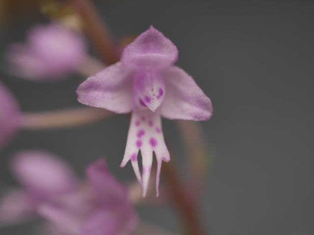 Stenoglottis fimbriata  16080408092216629814411015