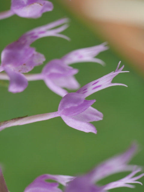 Stenoglottis fimbriata  16080408251116629814411064