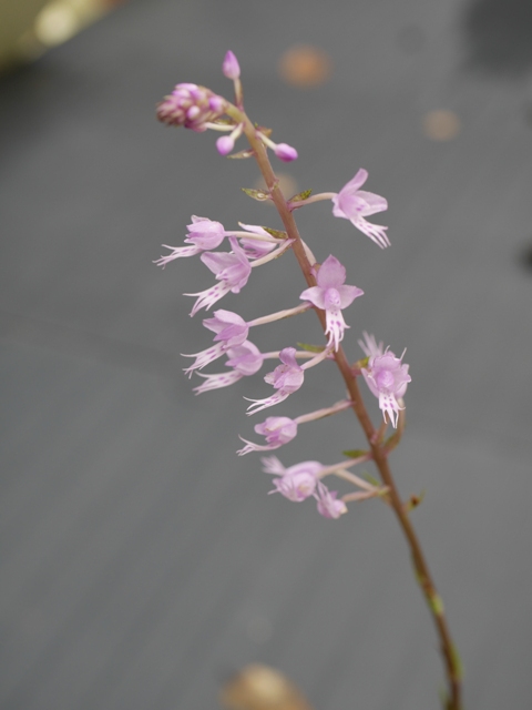 Stenoglottis fimbriata  16080408261216629814411075