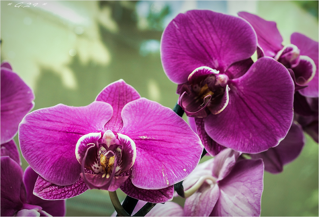 Orchidées... ou l'Inquisition Florale !!! 1608100352276131114421462
