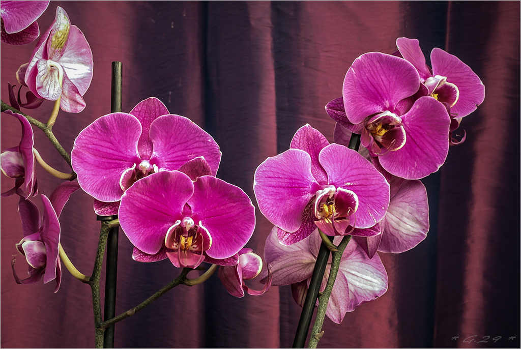 Orchidées... ou l'Inquisition Florale !!! 1608100352346131114421464
