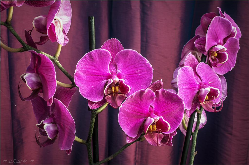 Orchidées... ou l'Inquisition Florale !!! 1608100352406131114421465