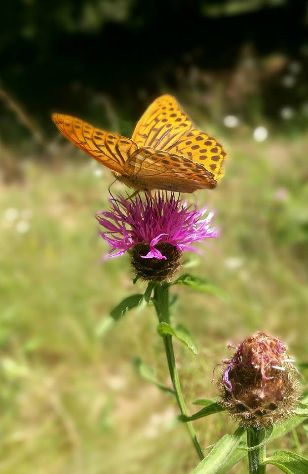 Huawei P9 avec appareil photo développé en partenariat avec Leica 16081403114713888914428385