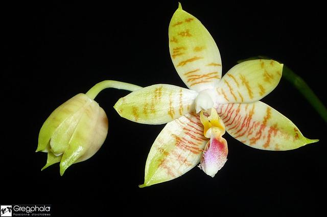 Phalaenopsis Flores Gold (floresensis x amboinensis f. flava) 16081612005217991314431439