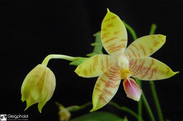 Phalaenopsis Flores Gold (floresensis x amboinensis f. flava) 16081612005717991314431440